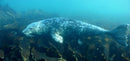 Underwater view of a playful seal swimming among seaweed at the Farnes Islands